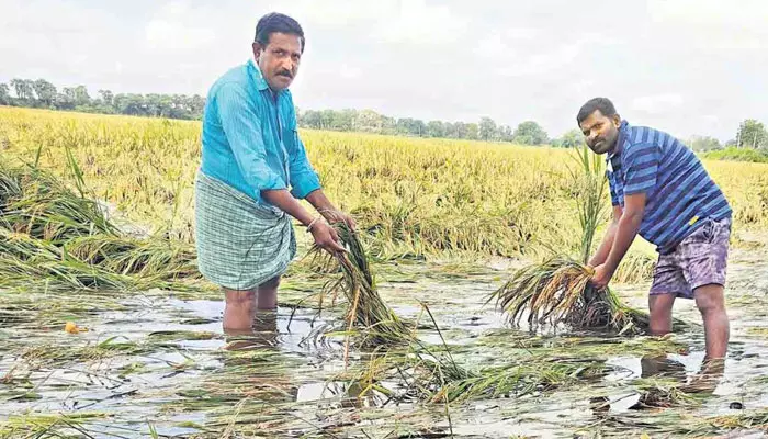 అకాల వర్షం.. అన్నదాతలను ఆదుకోండి