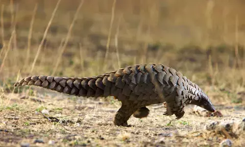 Pangolin trafficking | భూమిపై అత్యంత అక్రమ రవాణా అవుతున్న జంతువు ఏదో తెలుసా?.. దాని ప్రత్యేకత ఏంటి?