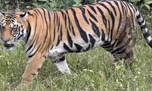 AP : పల్నాడు జిల్లాలో పెద్దపులుల కలకలం