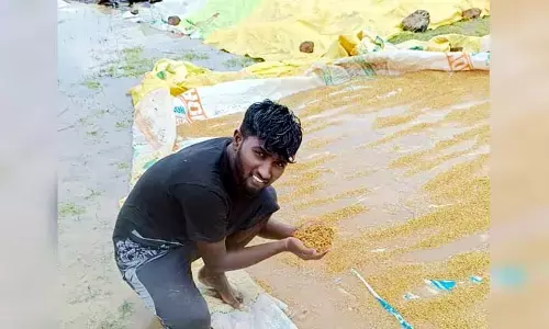రోజు విడిచి రోజు కురుస్తున్న వానలు.. రైతు కళ్లలో కన్నీరు