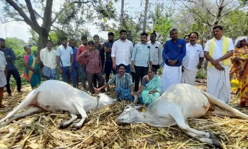 పిడుగుపాటుకు రెండు ఎడ్లు మృతి