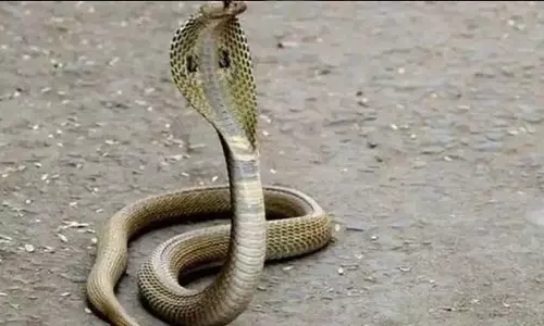 నడిరోడ్డపై పడగవిప్పి.. ఏకంగా ట్రాఫిక్ సిగ్నల్స్‌నే ఆపేసిన పాము!
