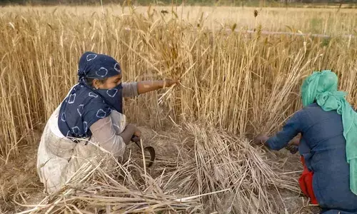 ఆహార భద్రతకు ముప్పు.. పంటలపై ఫంగల్ ఇన్ఫెక్షన్ల ప్రభావమే కారణమంటున్న నిపుణులు