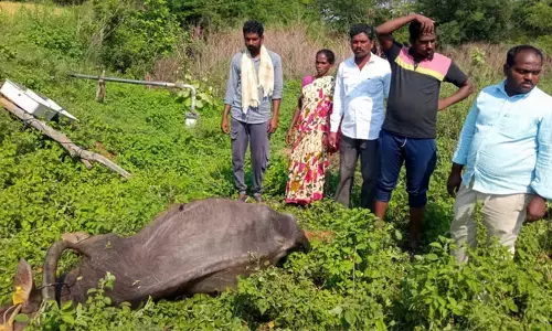విద్యుత్ షాక్ తో పాడి గేదె మృతి