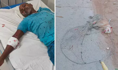 పిచ్చికుక్క దాడిలో ఏడుగురికి గాయాలు