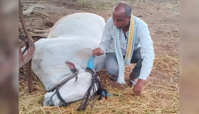 పిడుగుపాటుకు ఎద్దు మృతి