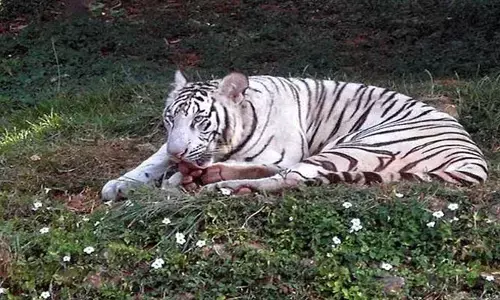 వైట్ టైగర్ కుమారి మృతి