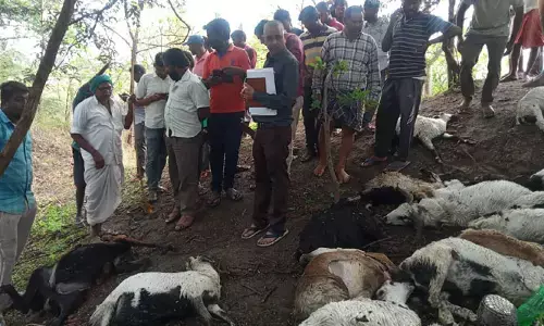 పిడుగుపాటుకు 48 గొర్రెలు మృతి
