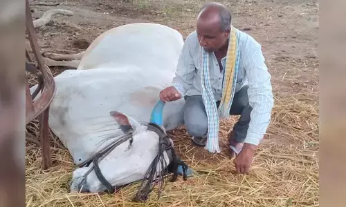 పిడుగుపాటుకు ఎద్దు మృతి