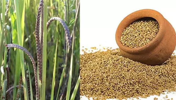 అరికెల ఆరోగ్య ప్రయోజనాలు తెలిస్తే షాక్ అవుతారు! అరికెల ఆరోగ్య ప్రయోజనాలు తెలిస్తే షాక్ అవుతారు!