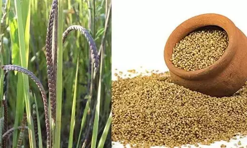 అరికెల ఆరోగ్య ప్రయోజనాలు తెలిస్తే షాక్ అవుతారు!