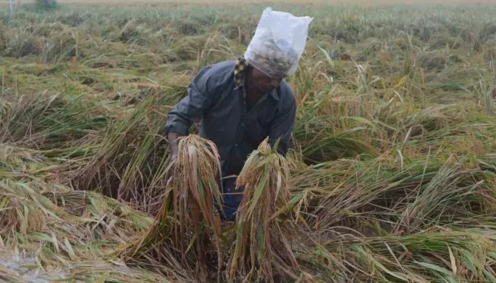 అన్నదాతను ఆదుకోరా...!