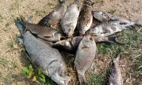 నాదులాపూర్ చెరువులో చేపలు మృతి