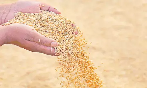 ధాన్యం సేకరణలో కేంద్రం నిబంధనలు అడ్డుగా ఉన్నాయి.. సివిల్ సప్లై వీసీ, ఎండీ అనిల్ కుమార్