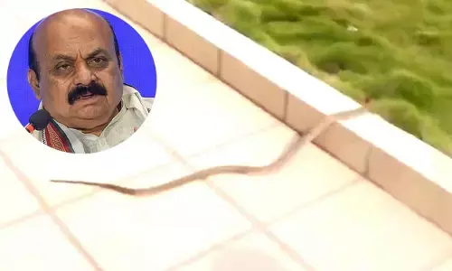 ఎన్నికల ఫలితాల వేళ సీఎంకు విచిత్ర అనుభవం.. బొమ్మై ఆఫీసులో పాము కలకలం (వీడియో)