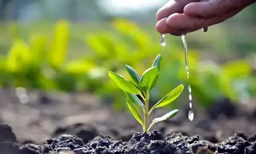 కథా సంవేదన: పెంపకం