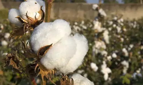 వెలవెలబోతున్న తెల్ల బంగారం