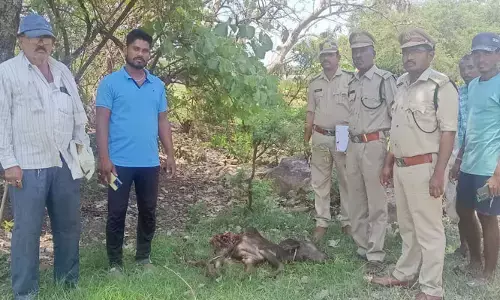 అల్లాదుర్గంలో చిరుత కలకలం..