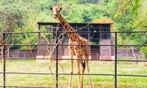 visakha: జూలో జిరాఫీ మృతి