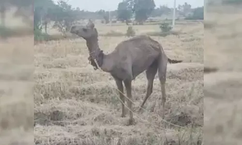 బండమీదిపల్లిలో ఒంటె పిల్ల సంచారం