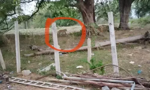 సబ్ స్టేషన్ ప్రాంతంలో చిరుత సంచారం