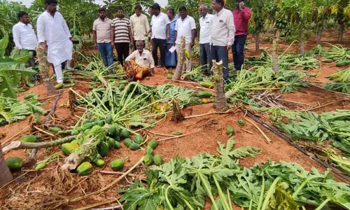 అకాల వర్షంతో దెబ్బతిన్న పంటలు.. ప్రభుత్వం ఆదుకోవాలని రైతుల విన్నపం
