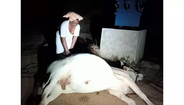 విద్యుదాఘాతంతో ఎద్దు మృతి.. విద్యుదాఘాతంతో ఎద్దు మృతి..