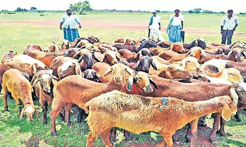 గొల్ల, కురుమలకు తెలంగాణ ప్రభుత్వం గుడ్ న్యూస్
