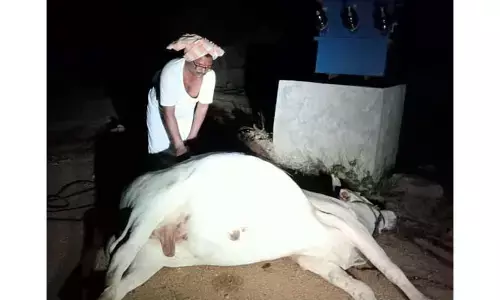 విద్యుదాఘాతంతో ఎద్దు మృతి..