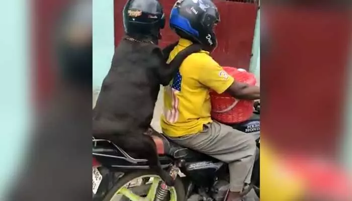 బైక్ రైడింగ్ సమయంలో కుక్క పనికి నెటిజన్ల ఫిదా (వీడియో) బైక్ రైడింగ్ సమయంలో కుక్క పనికి నెటిజన్ల ఫిదా (వీడియో)