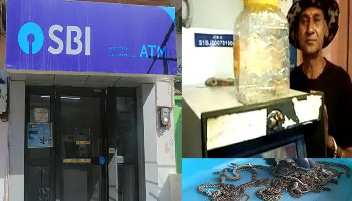 SBI ATM నుంచి డబ్బులకు బదులు పాము పిల్లలు.. భయాందోళనలో కస్టమర్స్
