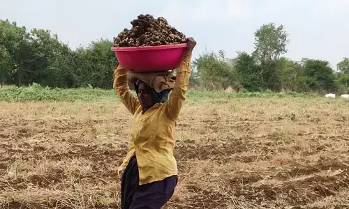 ‘అల్లం’ రైతుకు కాసుల వర్షం.. గతం కంటే ఎనిమిది రెట్లు పెరుగుదల