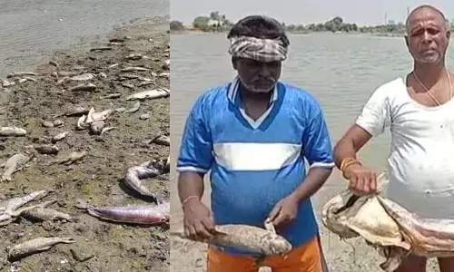 రంగాపురం చెరువులో భారీగా చేపలు మృతి..