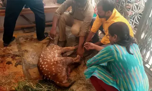 కుక్కల దాడిలో గాయపడిన కృష్ణ జింక