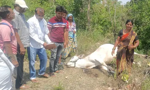 విద్యుత్ షాక్ తో కాడెద్దు మృతి..