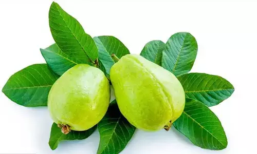 రోజుకు ఒక్క జామకాయ తింటే ఎన్ని అద్భుతాలో తెలుసా?