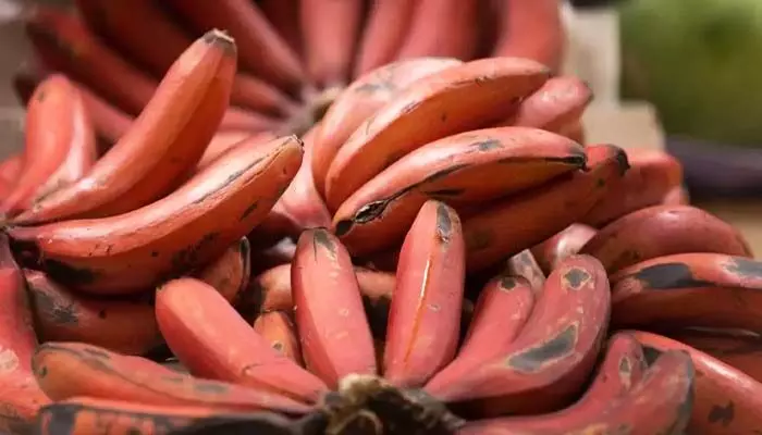 Red Banana: ఎర్ర అరటి పండు మన ఆరోగ్యానికి చేసే మేలు ఏంటో తెలుసా?