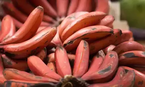 Red Banana: ఎర్ర అరటి పండు మన ఆరోగ్యానికి చేసే మేలు ఏంటో తెలుసా?