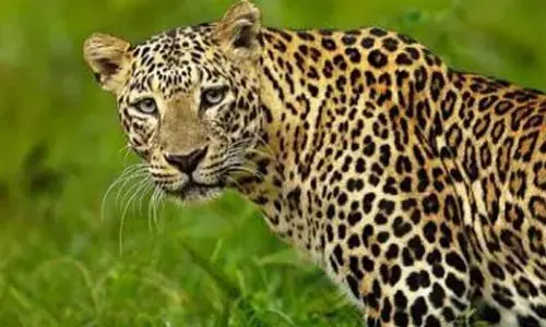Srisailam: చిరుత సంచారం.. భయాందోళనలో గురుకుల విద్యార్థులు