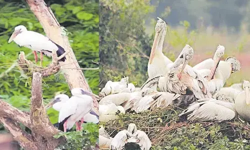 100కి పైగా సైబీరియన్ పక్షులు మృతి