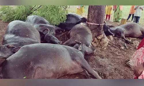 పిడుగుపాటుకు ఆరు గేదెలు మృతి