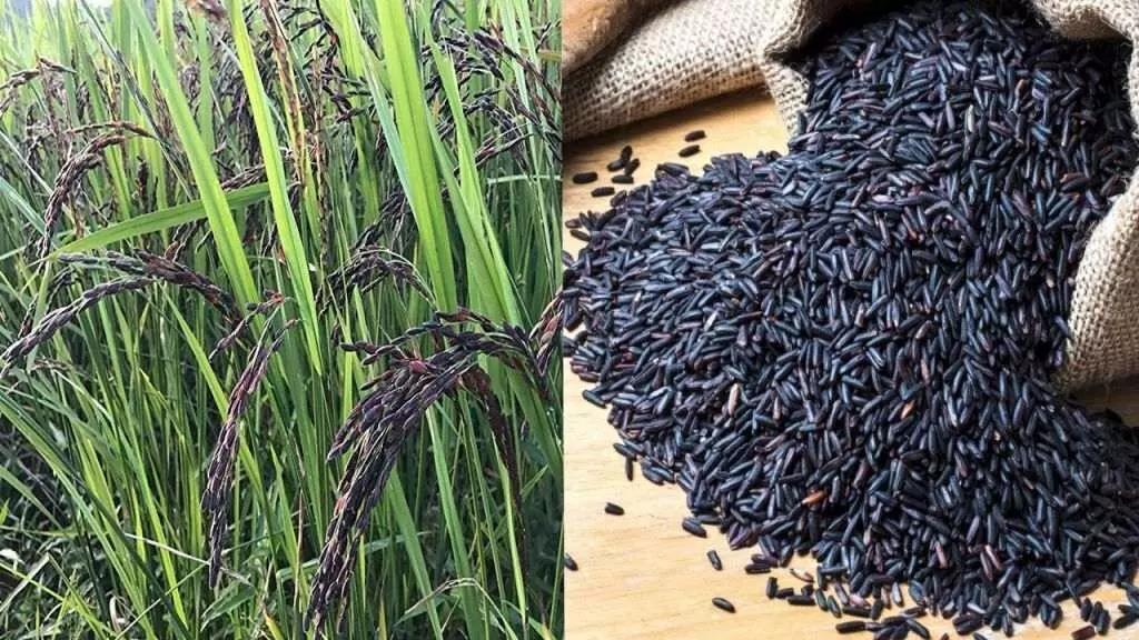 Black Rice: నల్ల బియ్యం కిలో రూ.500.. రైతులకు లక్షల్లో ఆదాయం