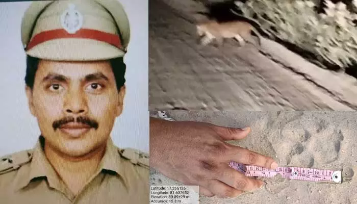Tiger: పోలవరంలో పులి సంచారం వాస్తవమే Tiger: పోలవరంలో పులి సంచారం వాస్తవమే
