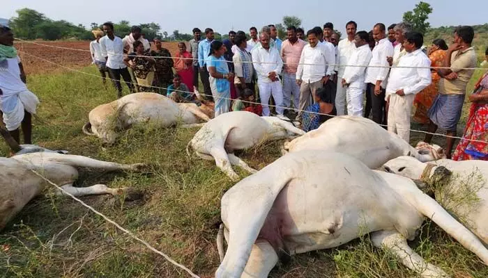విద్యుత్ అధికారుల నిర్లక్ష్యానికి ఆరు ఎద్దులు బలి..! విద్యుత్ అధికారుల నిర్లక్ష్యానికి ఆరు ఎద్దులు బలి..!