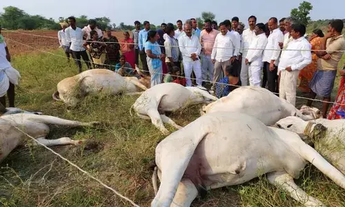 విద్యుత్ అధికారుల నిర్లక్ష్యానికి  ఆరు ఎద్దులు బలి..!