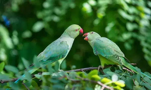 ఇంట్లో రామచిలుకలు ఉండటం మంచిదేనా?