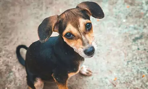 HYD: మరోసారి రెచ్చిపోయిన వీధి కుక్కలు