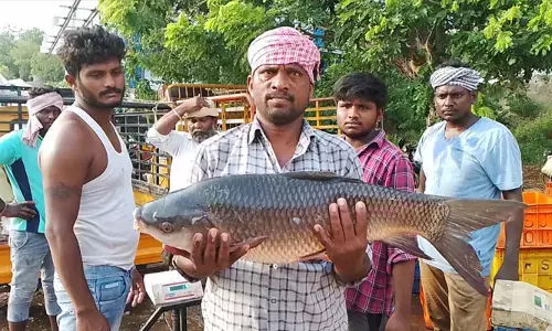 ఆంధ్ర గుత్తేదారుల కబంధ హస్థాల్లో వైరా మత్స్య సంపద..