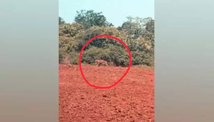 వ్యవసాయ పొలాల్లో పెద్దపులి సంచారం.. వ్యవసాయ పొలాల్లో పెద్దపులి సంచారం..