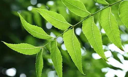 Neem: వేపాకు వల్ల వీటికి చెక్ పెట్టొచ్చని తెలుసా?